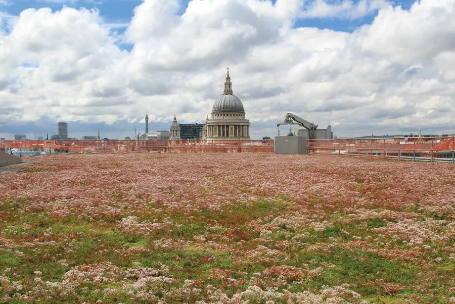 Active_roofs_St_Pauls-Image